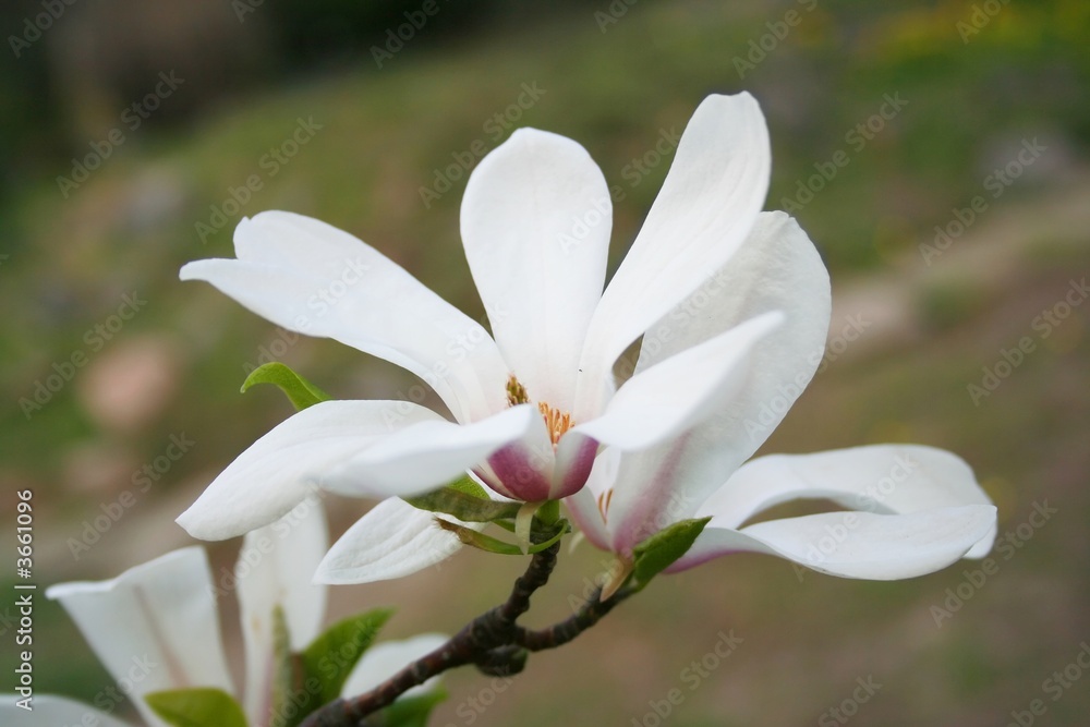Spring. Beautiful blooming Magnolia flowers in the garden Spring. Beautiful blooming Magnolia flowers in the garden