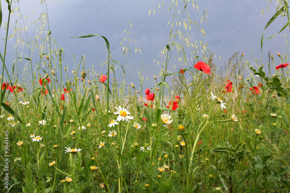 Obraz premium Summer meadow