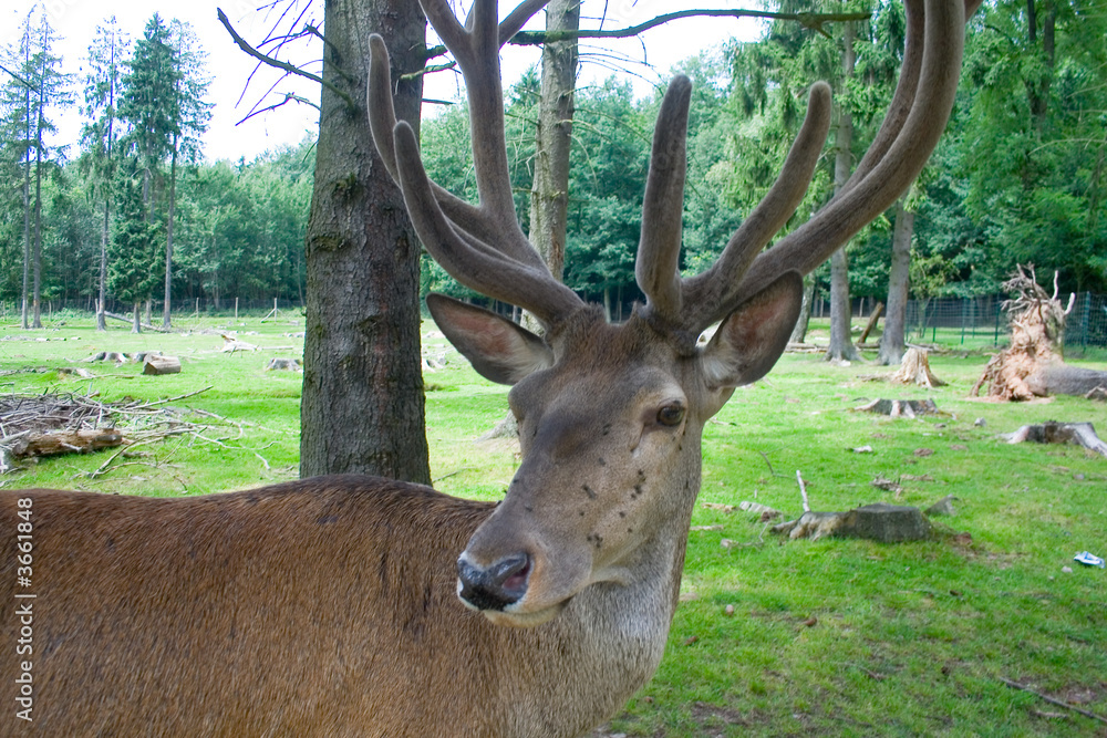 Fototapeta premium Hirsch