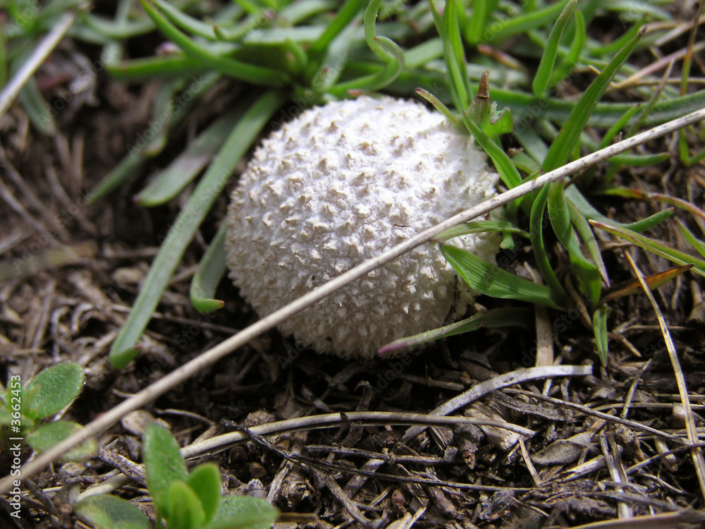 1405 - Champignon 1405 - Champignon