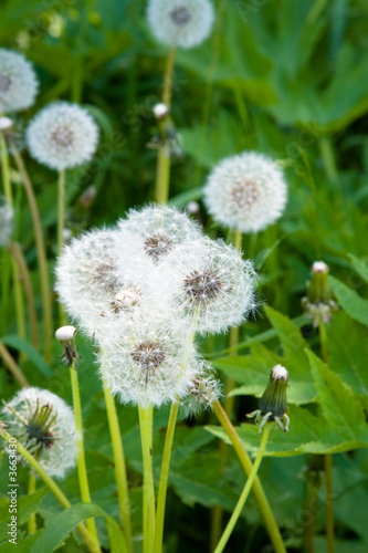 Dandelions.