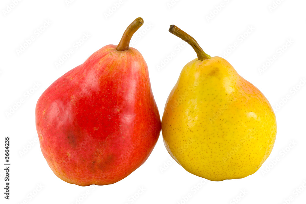 the two full pears isolated with clipping path the two full pears isolated with clipping path