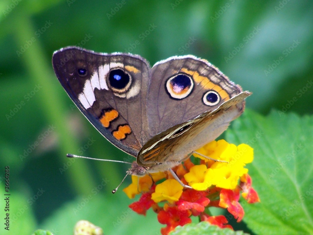 Fototapeta premium butterfly