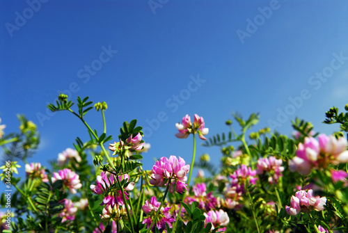 Photos Summer meadow with blooming pink flowers crown vetch