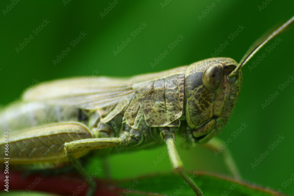 Little grasshopper in close view with DOF Little grasshopper in close view with DOF