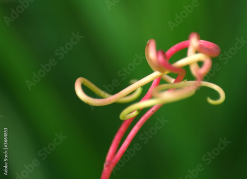 Tendrill