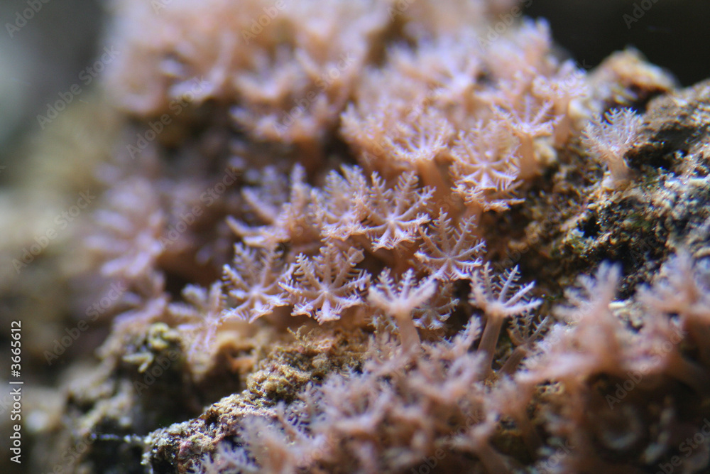 Fototapeta premium Coral polyps