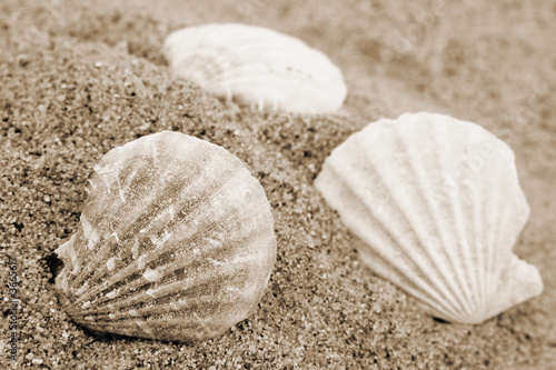 Shells