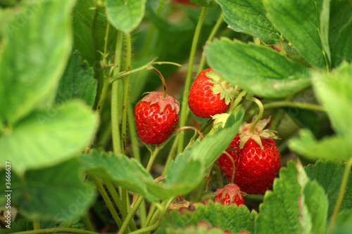Strawberries hiding deep within the strawberry plant