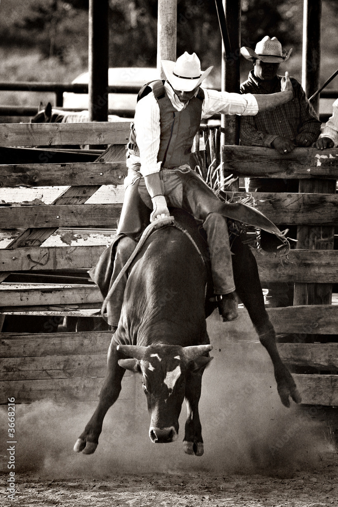 rodeo cowboy bull riding - converted with added grain - obrazy, fototapety, plakaty 