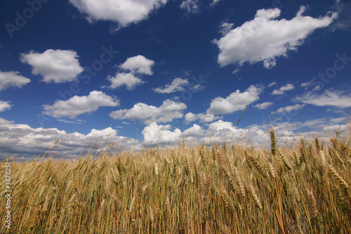 grain against blue sky with amazing white clouds