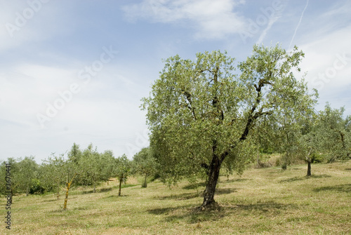 olive Orchard on a hill