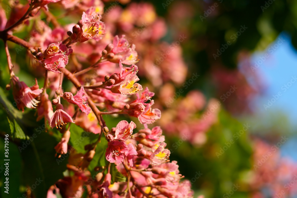 Flower of Red Horse-chestnut 