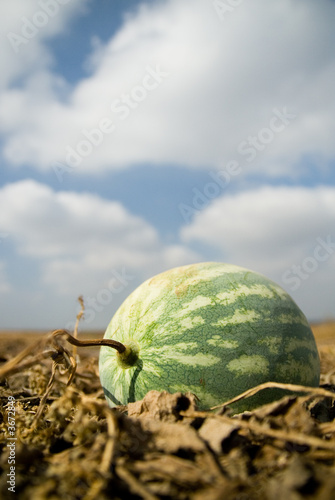 watermelon on the field with the background of clouds