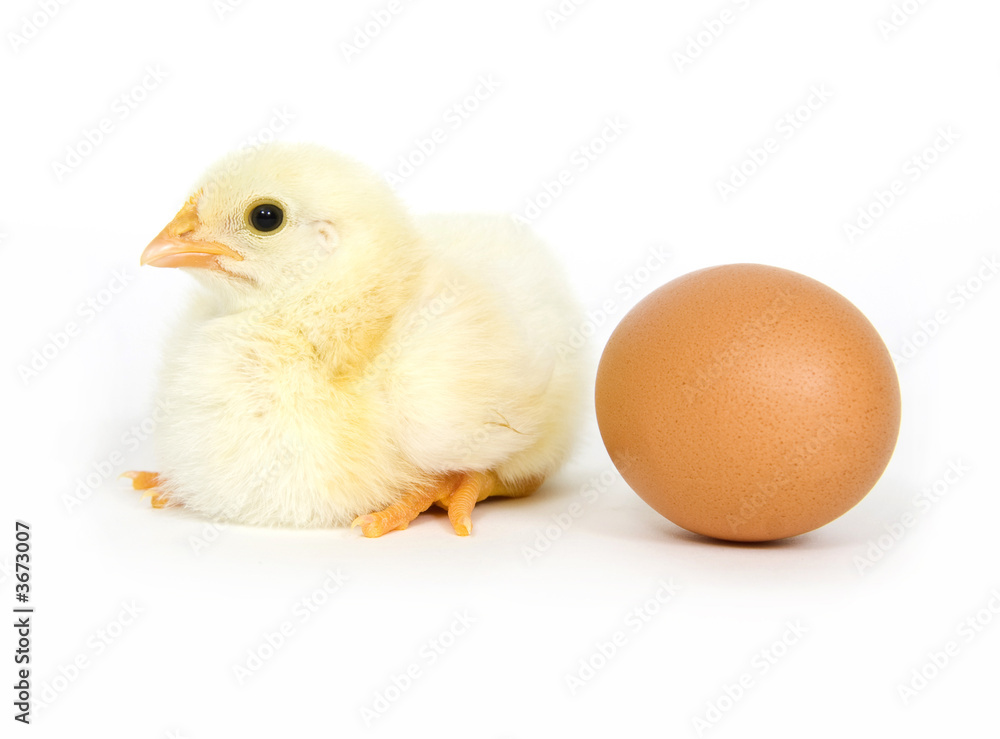 A baby chick sits next to a brown egg on white background