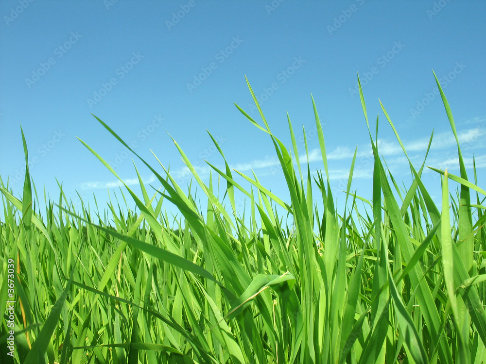 Obraz premium Green grass. Summer day. Blue sky.