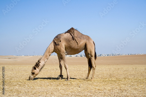 Eating camel