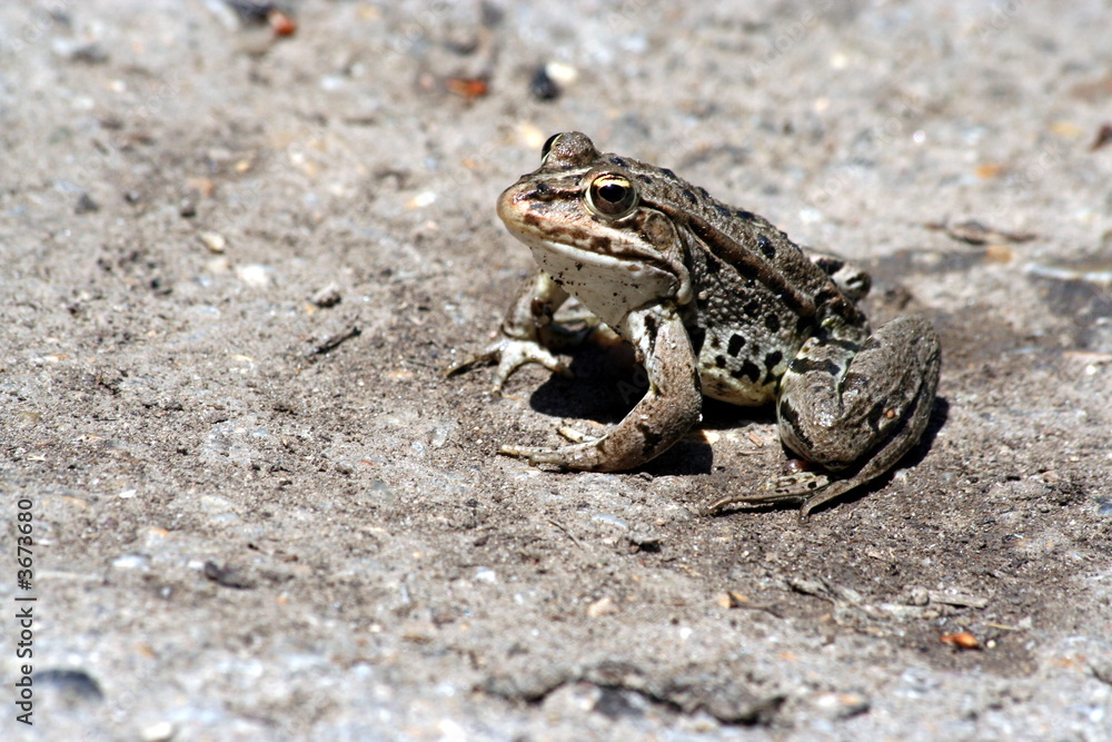 frog frog
