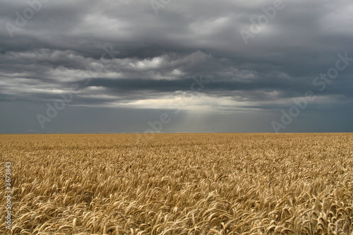 Champ de blé sous un ciel orageux