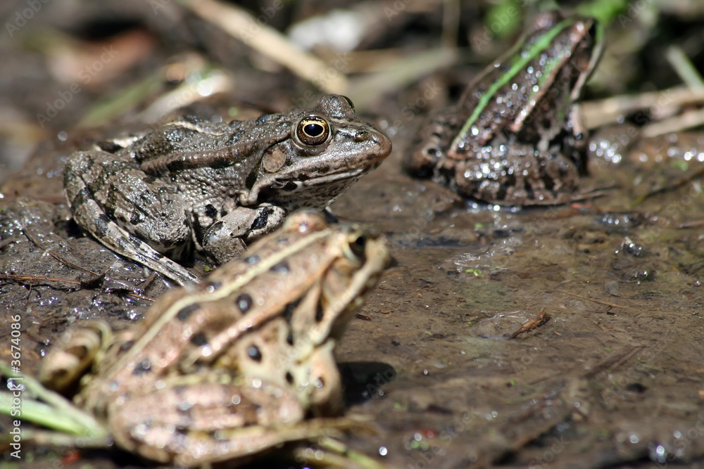 frog