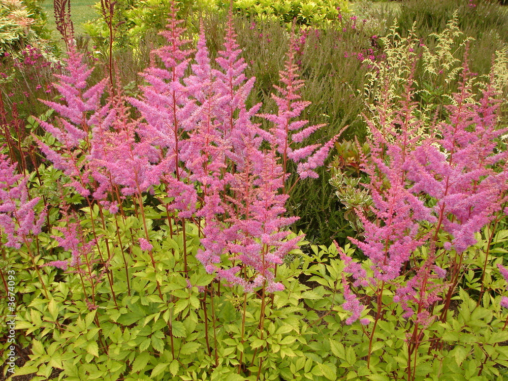 Obraz premium Pink and Green Garden