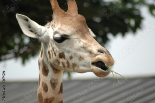 Photography giraffe