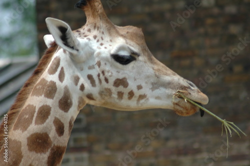 Canvas Print giraffe