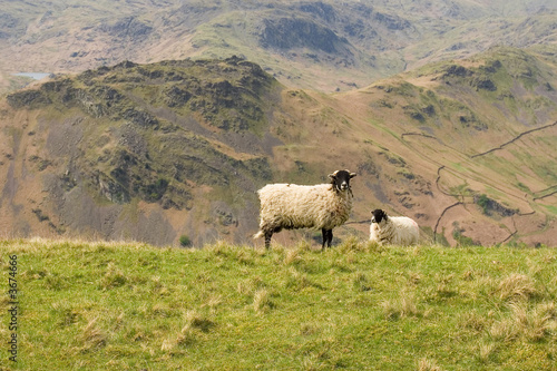 Two sheep grazing