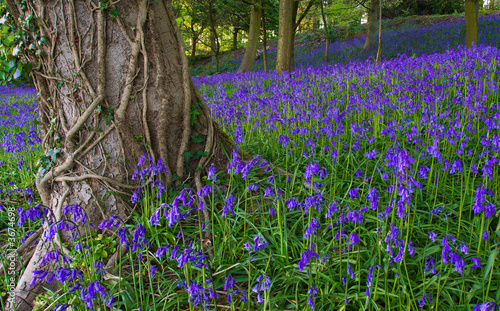 Typical English bluebell wood in the springtime