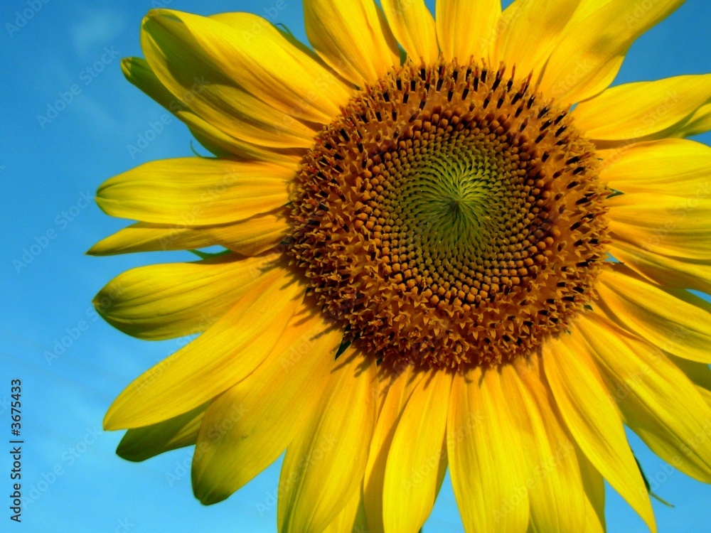 Naklejka premium Sunflower and blue sky