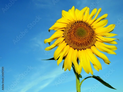 Sunflower and blue sky