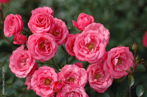 rosa rosen © Ilhan Balta