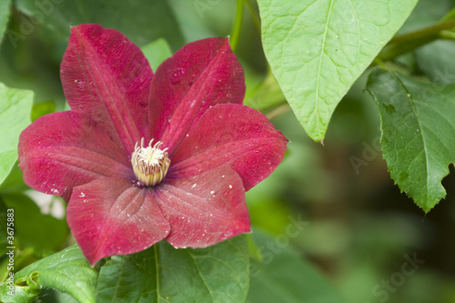 Clematis flower