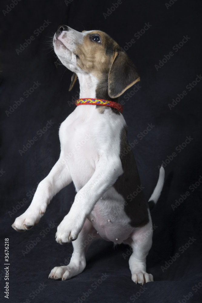 Playful beagle puppy, ten weeks old. Playful beagle puppy, ten weeks old.