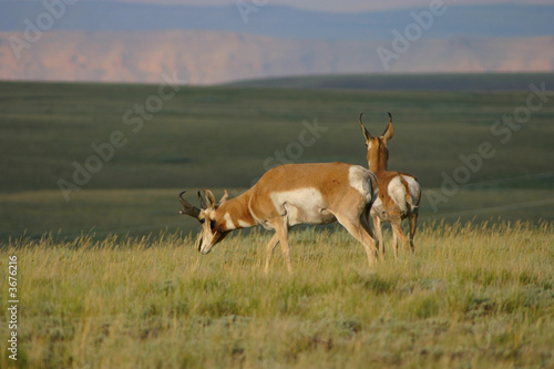 Pronghorn Buck Pair