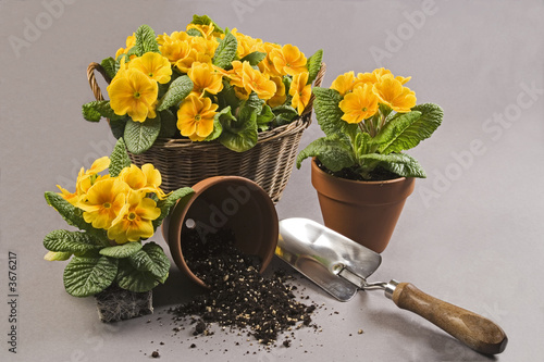 Potting up spring primulas