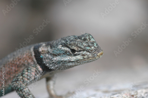 A closeup macro photo of a spiny lizard 