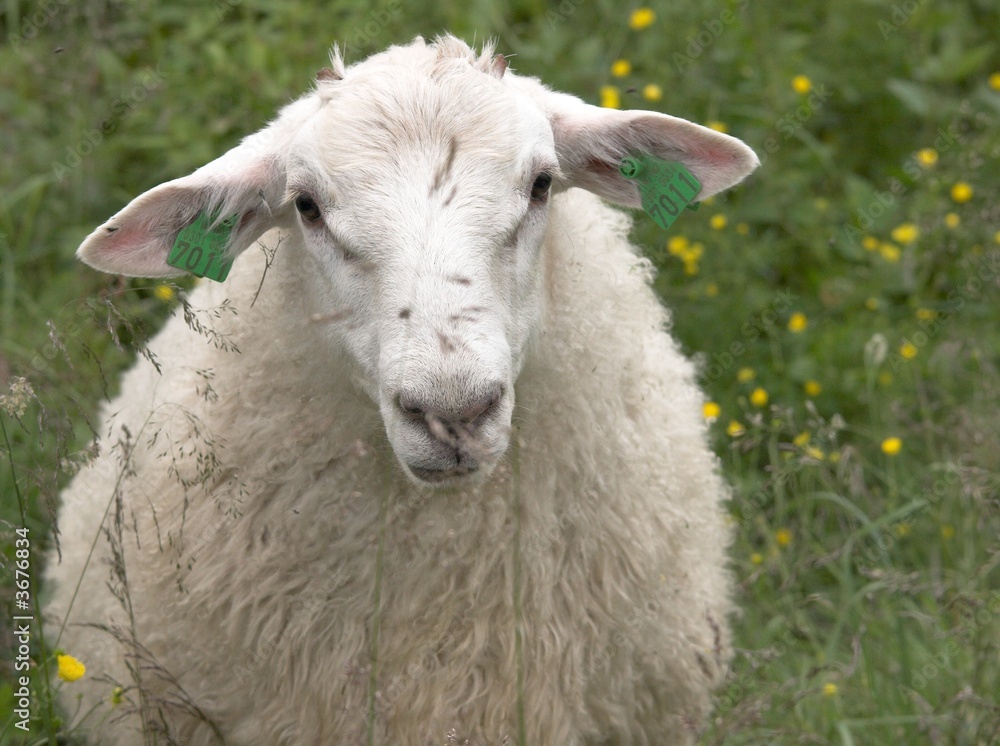 Obraz premium Sheep