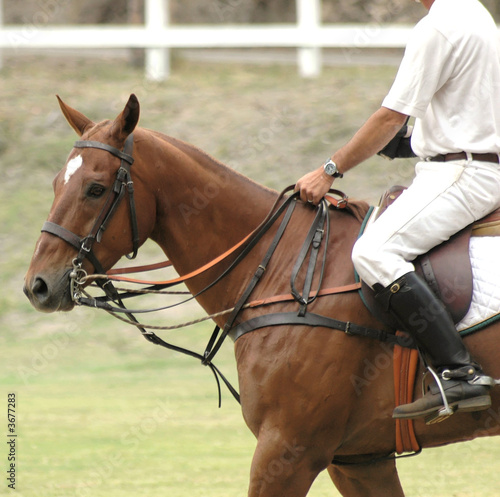 Polo Player & Horse