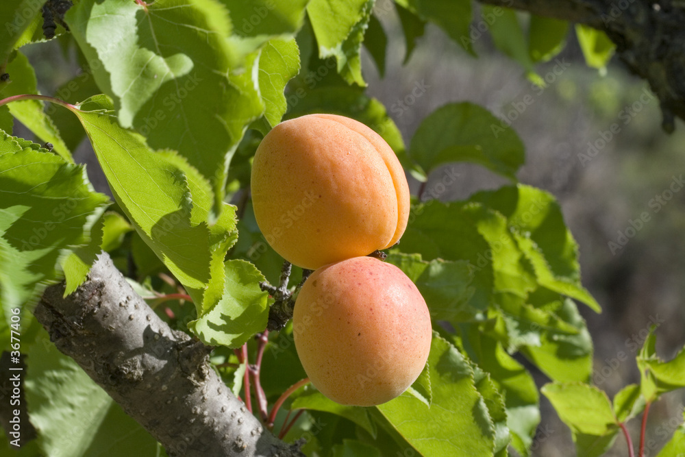 Abricots.