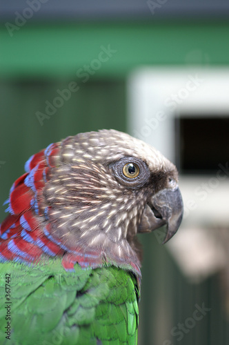 Hawk-headed Parrot