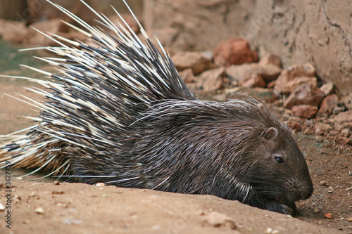 Porcupine