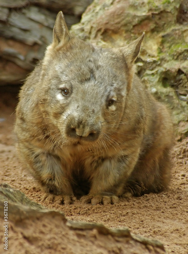 Southern Hairy Nose Wombat