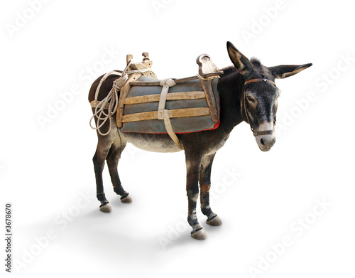 Greek Mule / Donkey photo