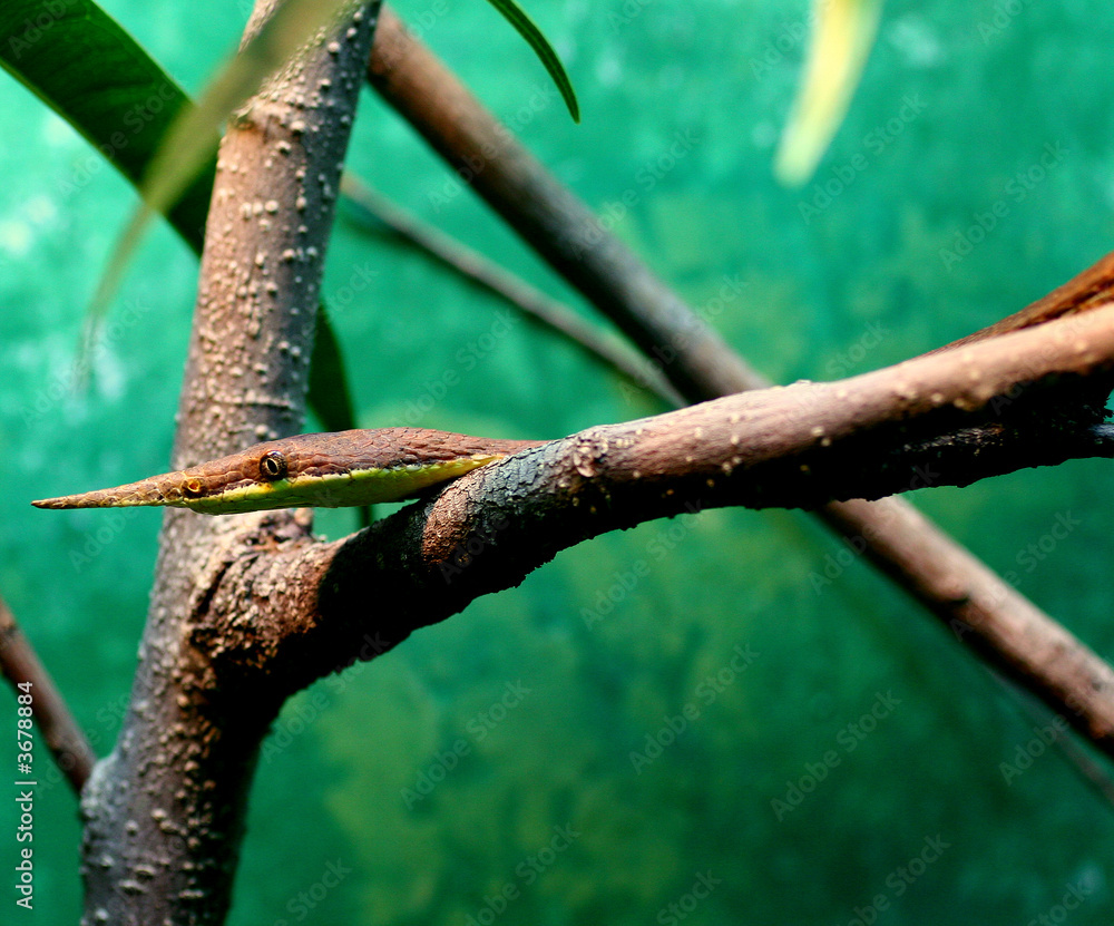 Venomous Snake