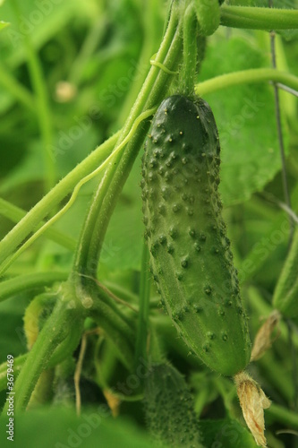 Small fresh cucumber on a branch