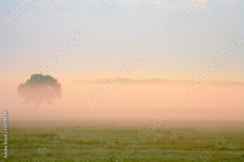 Fog over tree and meadow. Early in the morning scene..