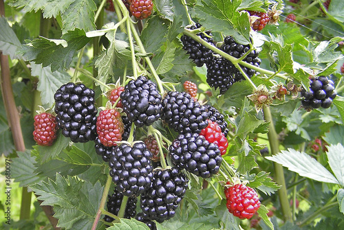 Brombeere