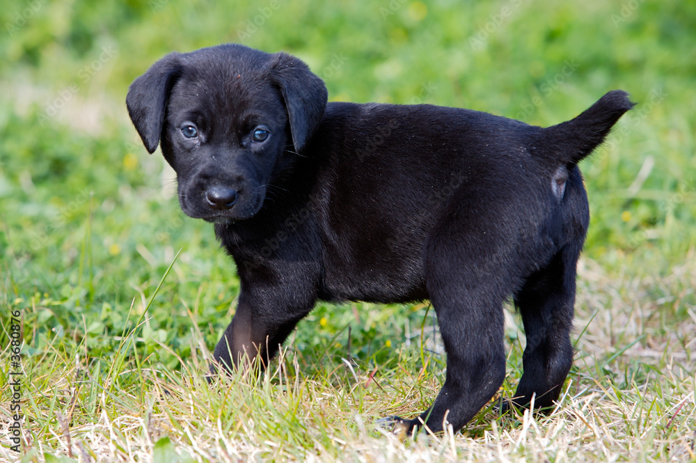 Fototapeta premium adorable small dog on the green grass