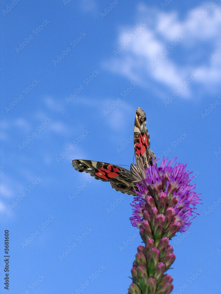 Fototapeta premium American Painted Lady butterfly on Liatris